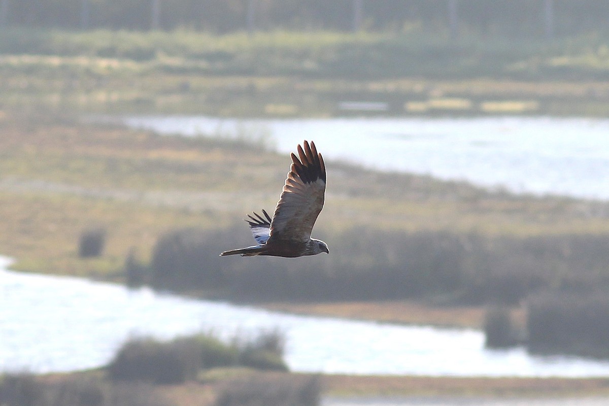 Western Marsh Harrier - ML618758922