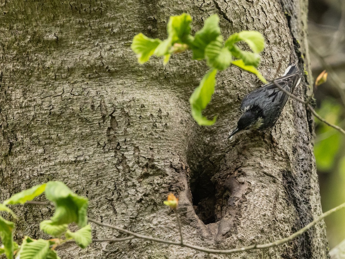 White-breasted Nuthatch - ML618758924