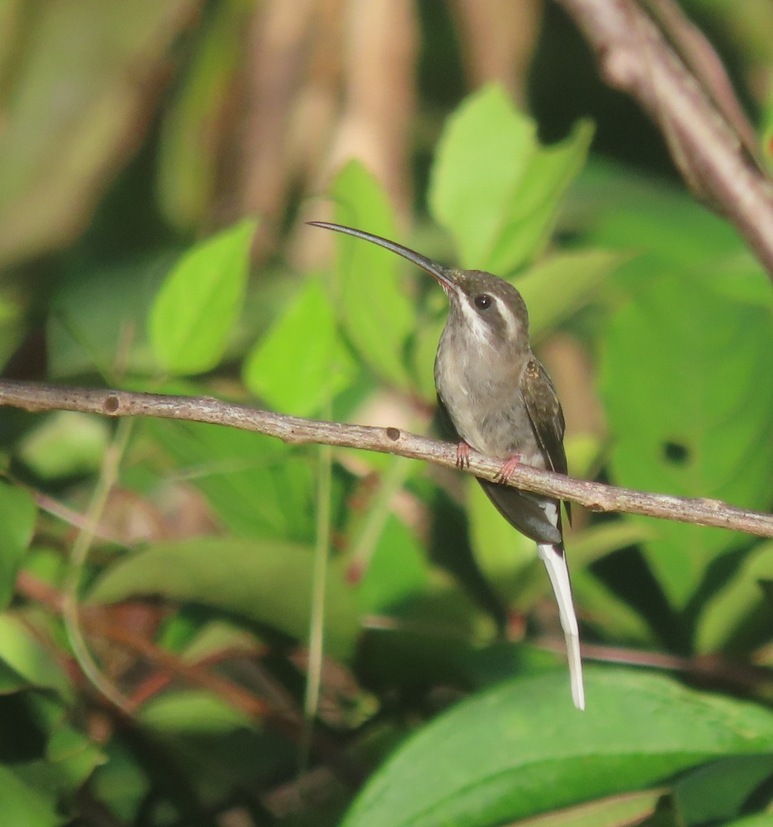 Sooty-capped Hermit - sylvain Uriot