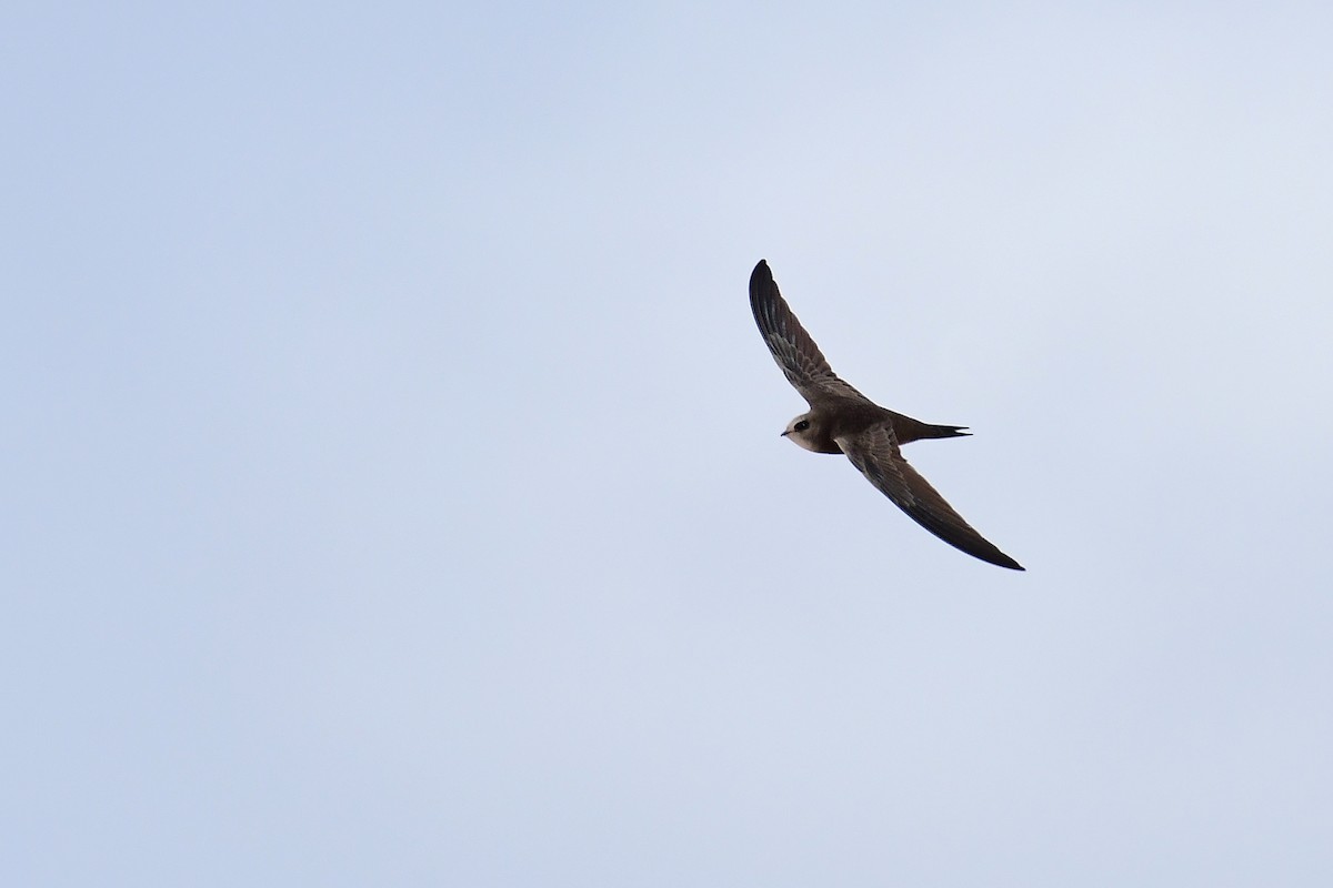 Pallid Swift - Igor Długosz