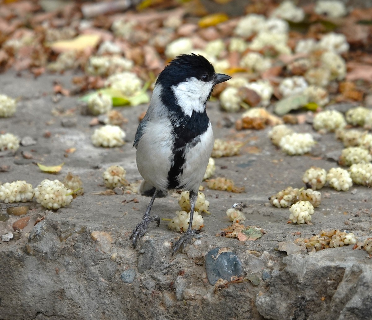 Great Tit (Turkestan) - ML618758986