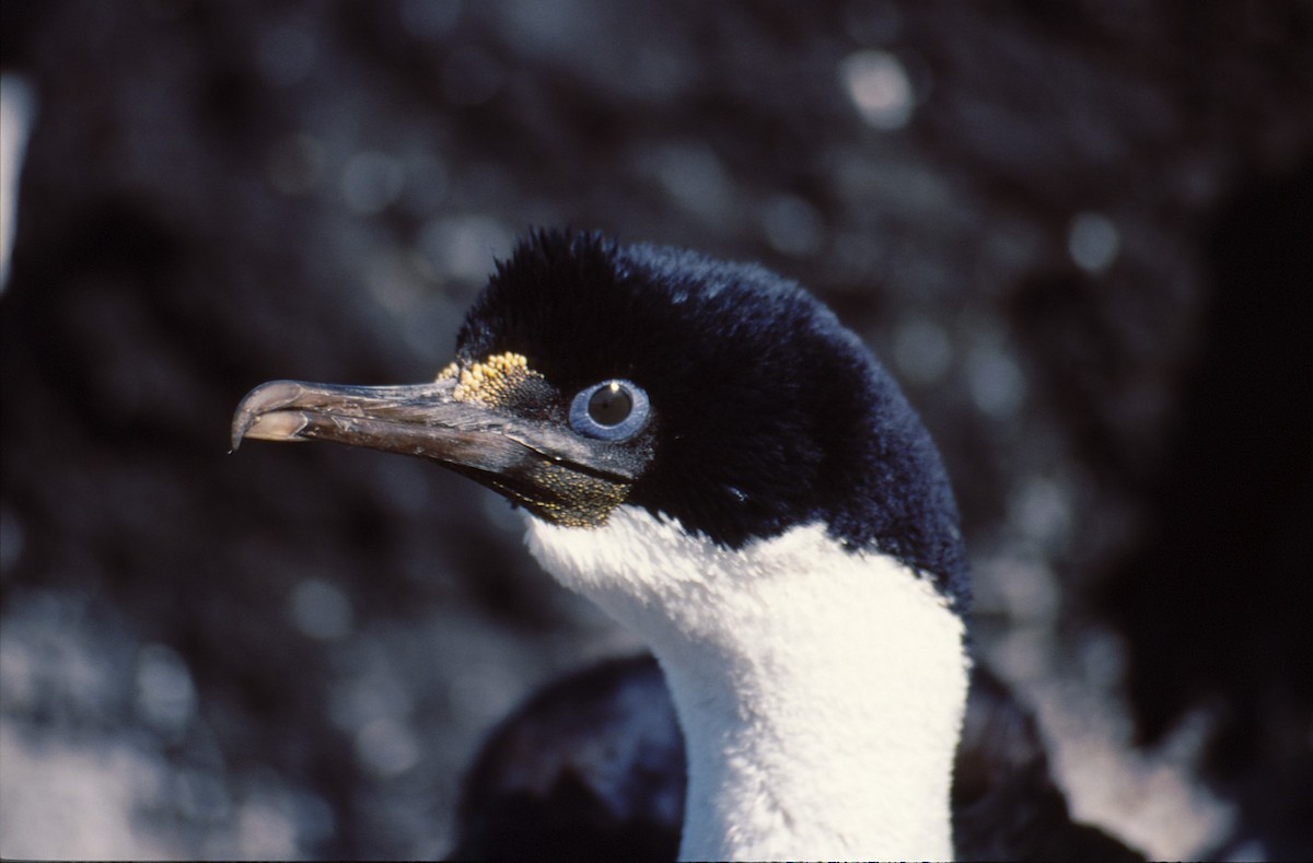 Crozet Shag - Vincent Ward - Birding Africa