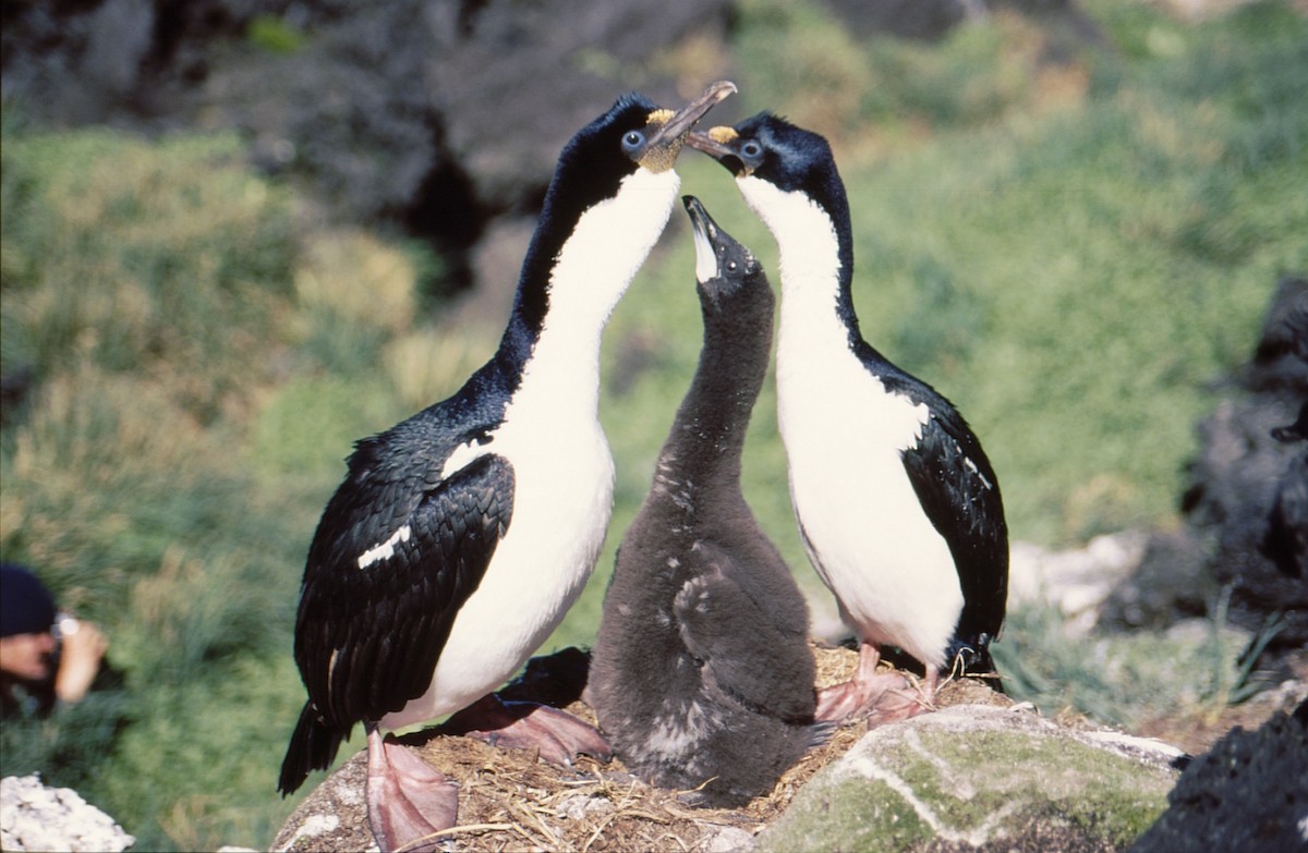 Crozet Shag - Vincent Ward - Birding Africa