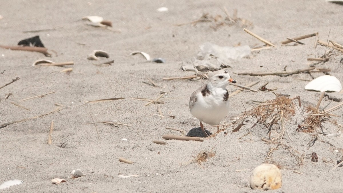 Piping Plover - ML618759060