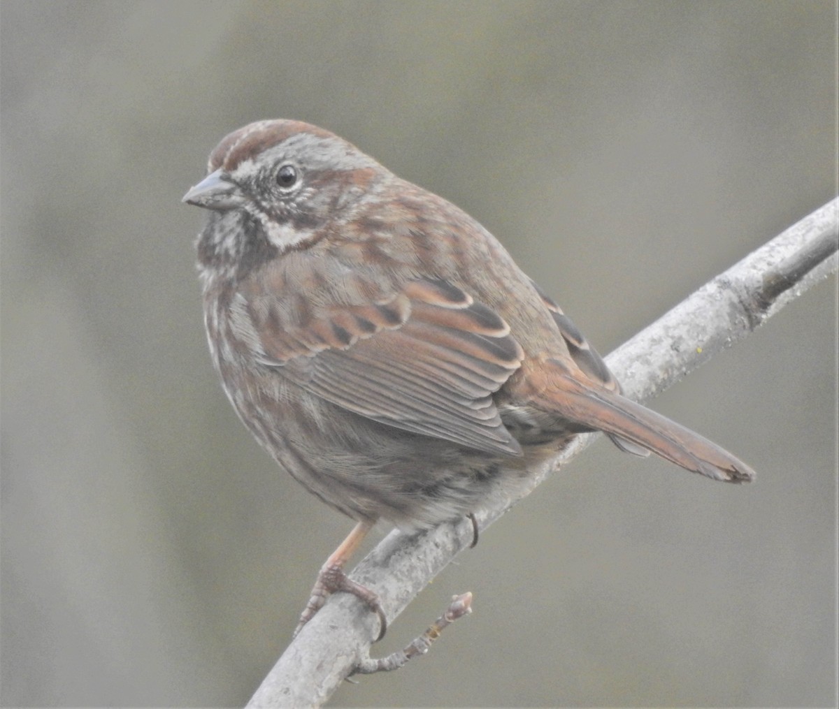 Song Sparrow (rufina Group) - ML618759091