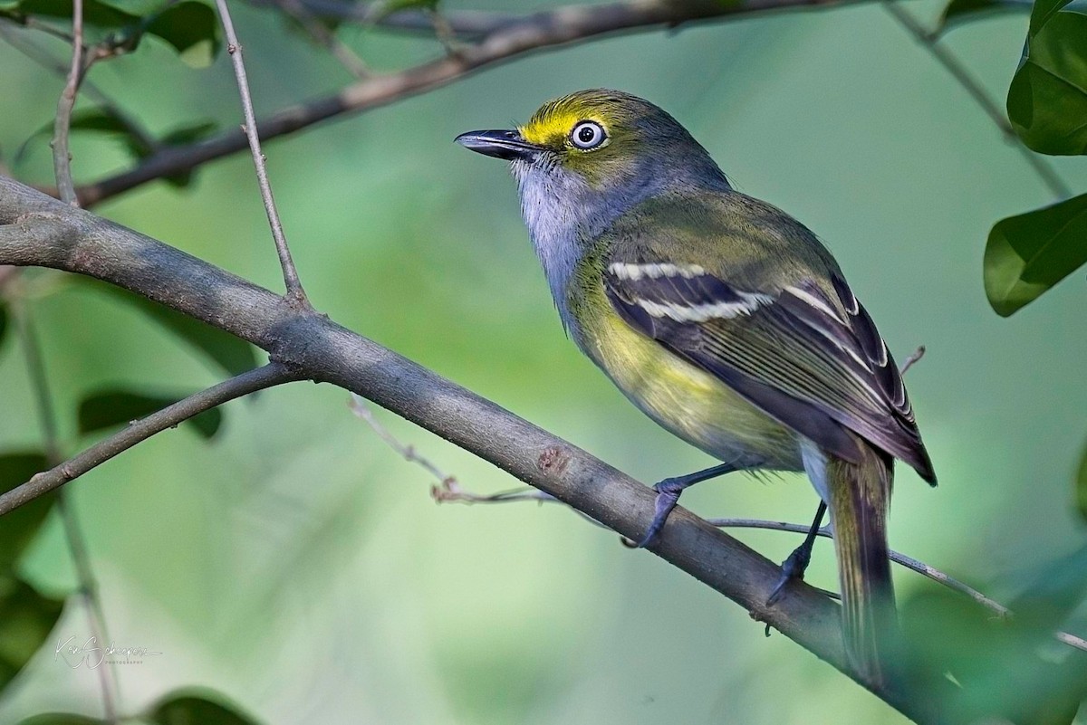 White-eyed Vireo - ML618759093