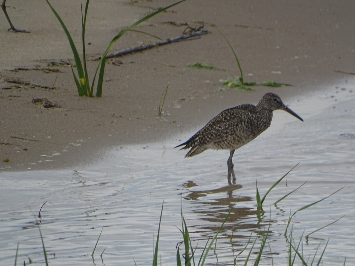 Willet - Robert Solomon