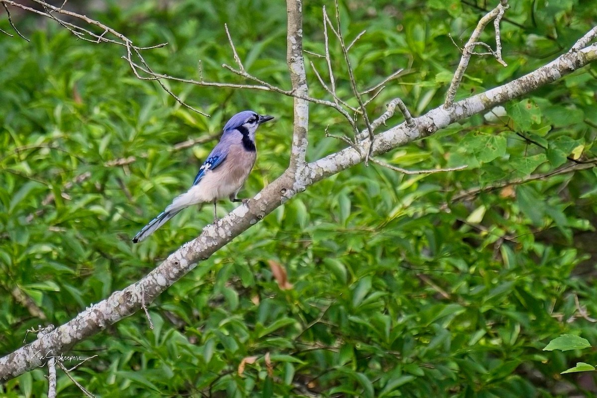 Blue Jay - ML618759105