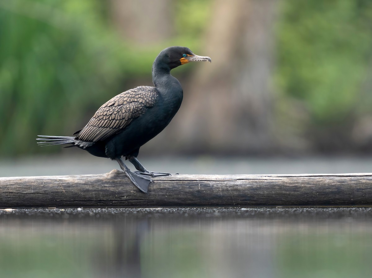 Cormoran à aigrettes - ML618759143