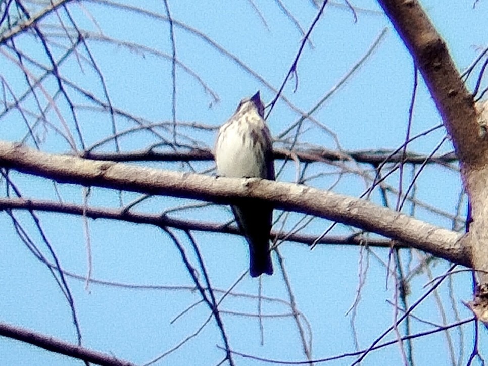 Gray-streaked Flycatcher - ML618759153