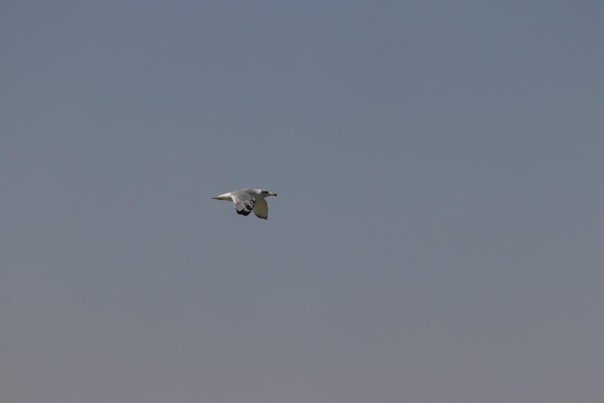 Pallas's Gull - ML618759179