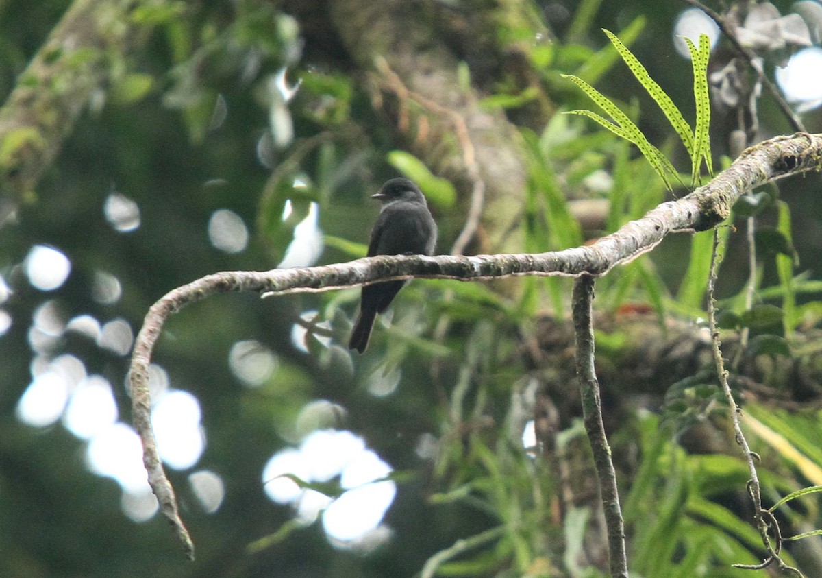 White-throated Pewee - ML618759230