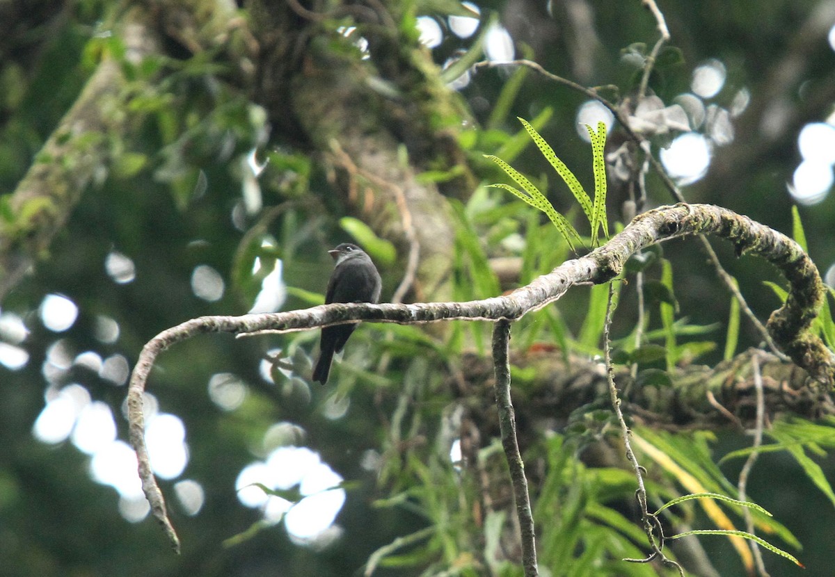 White-throated Pewee - ML618759231