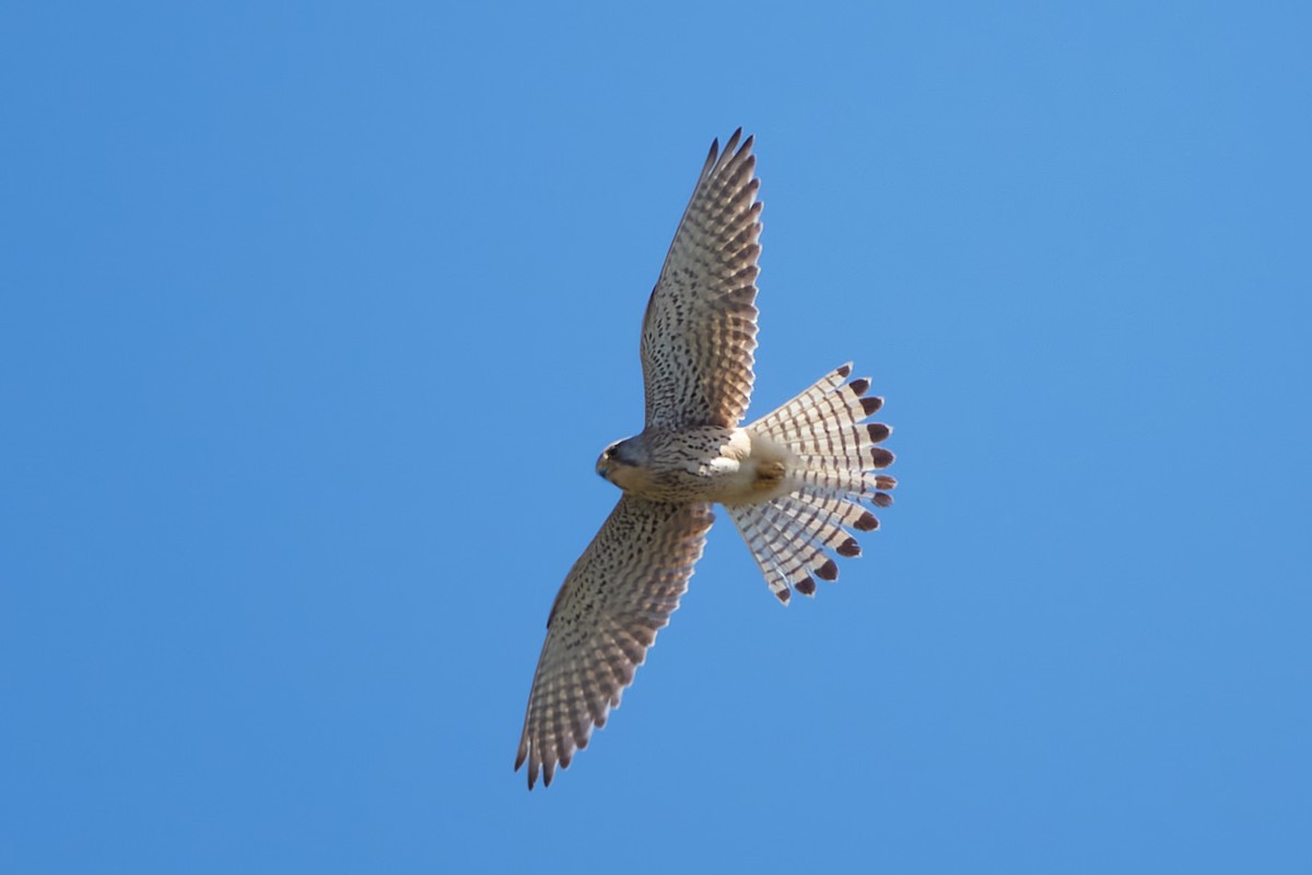 Eurasian Kestrel - ML618759236