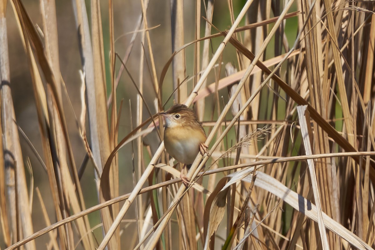 Zitting Cisticola - ML618759241