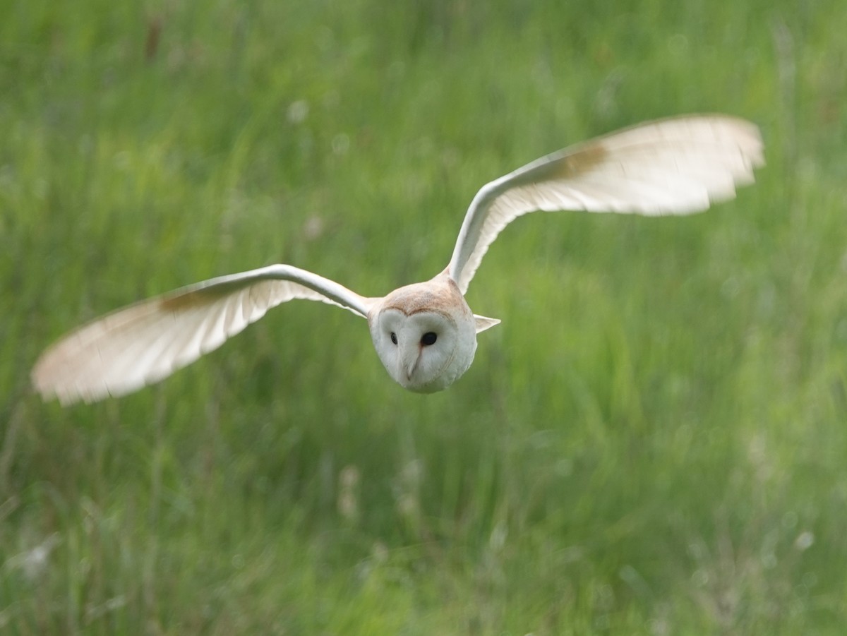 Barn Owl (Eurasian) - Peter Yendle