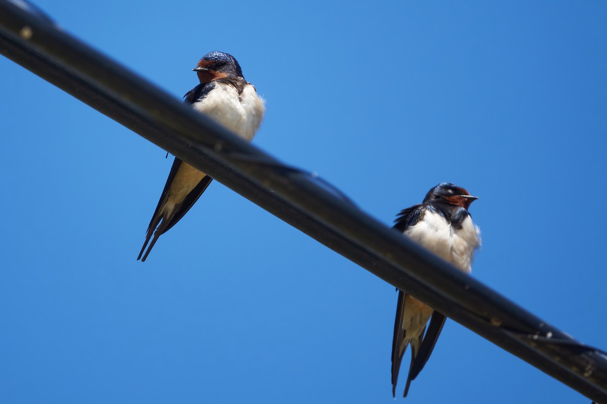 Barn Swallow - ML618759257