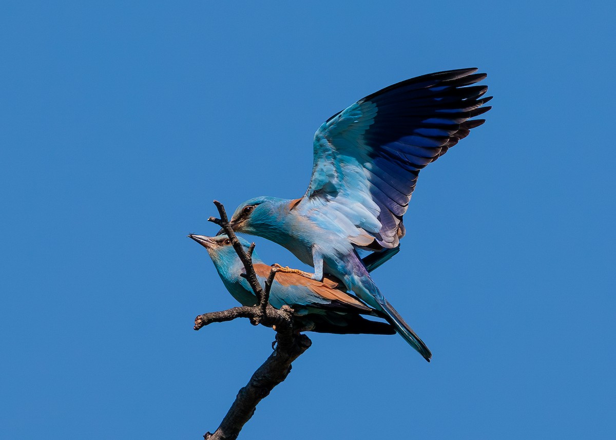 European Roller - Sylvain Deville