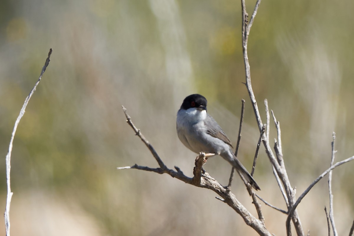 Sardinian Warbler - ML618759261