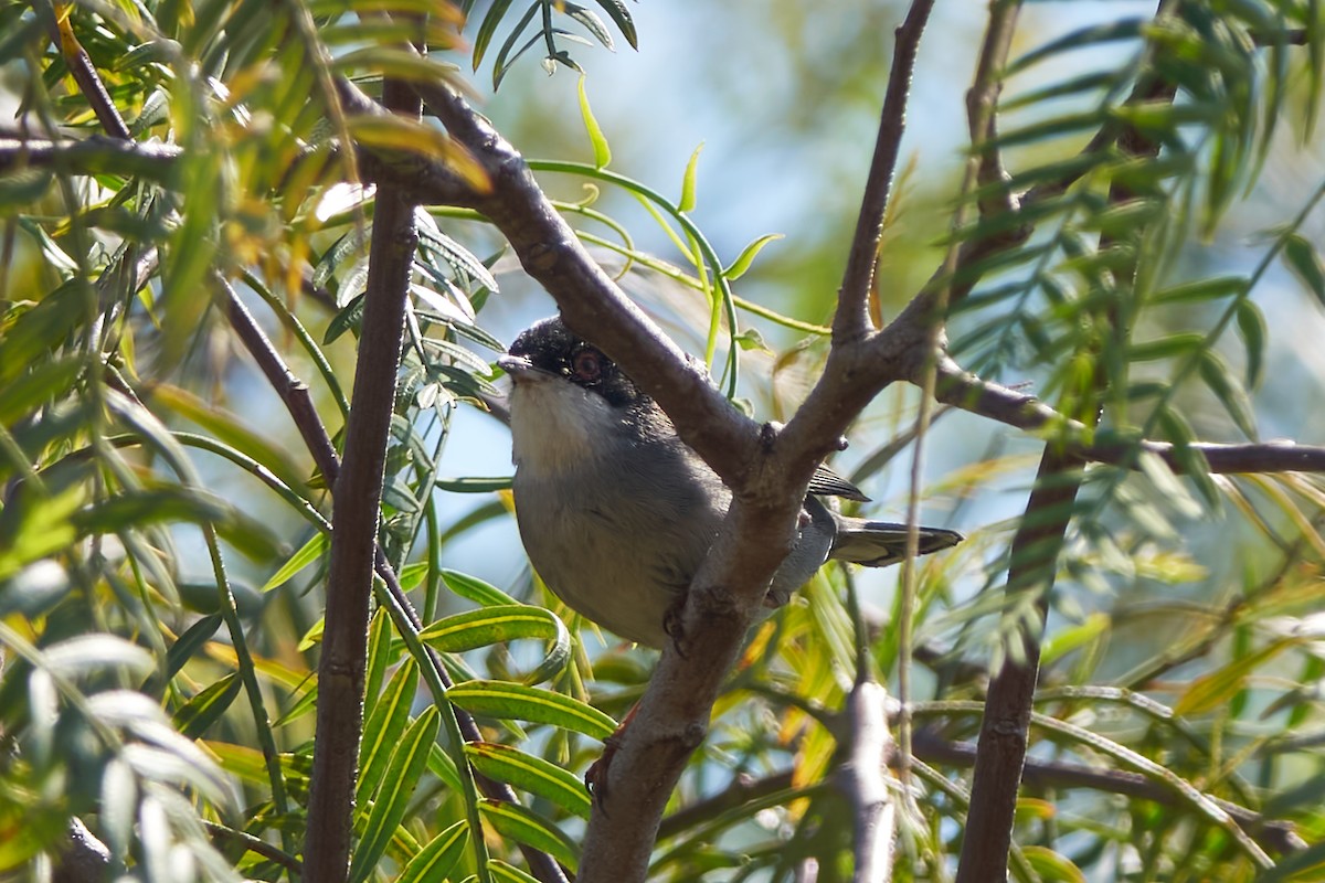 Sardinian Warbler - ML618759262