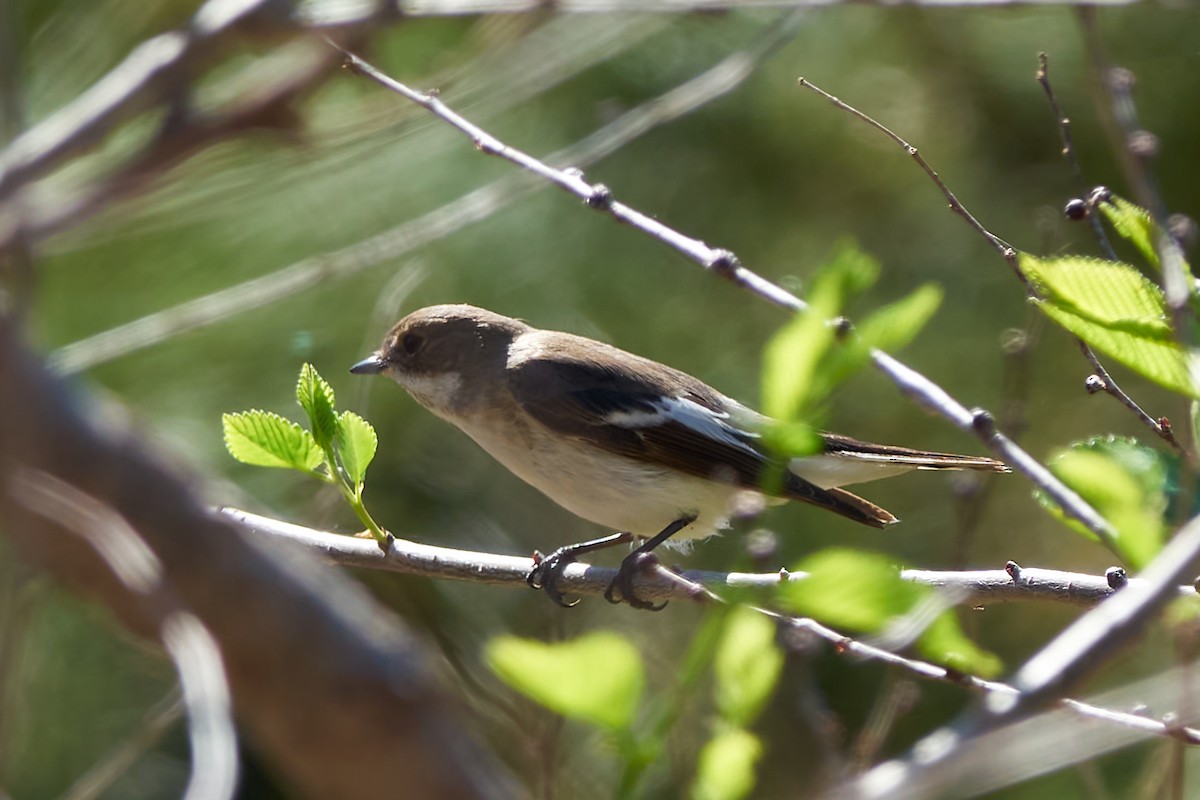 European Pied Flycatcher - ML618759278