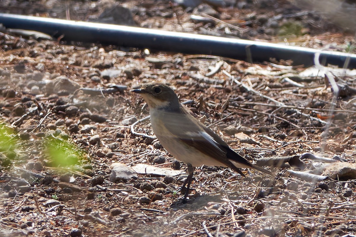 European Pied Flycatcher - ML618759279