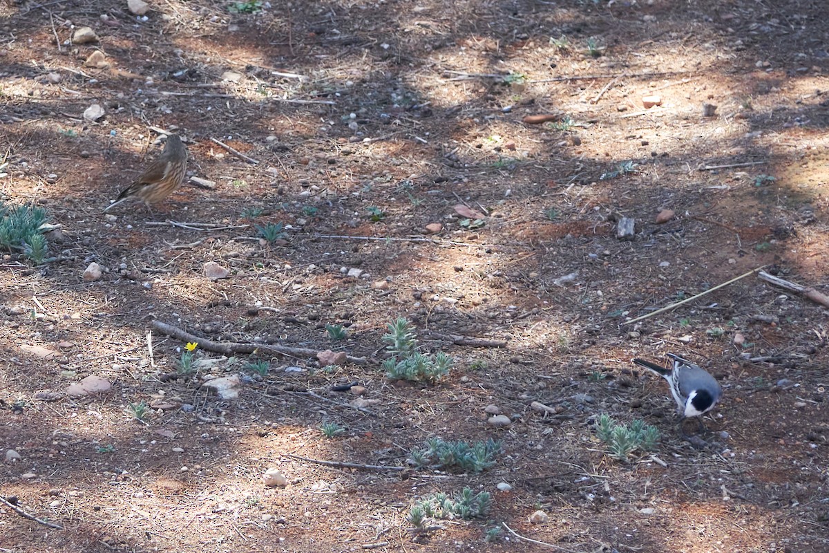 Eurasian Linnet - ML618759287