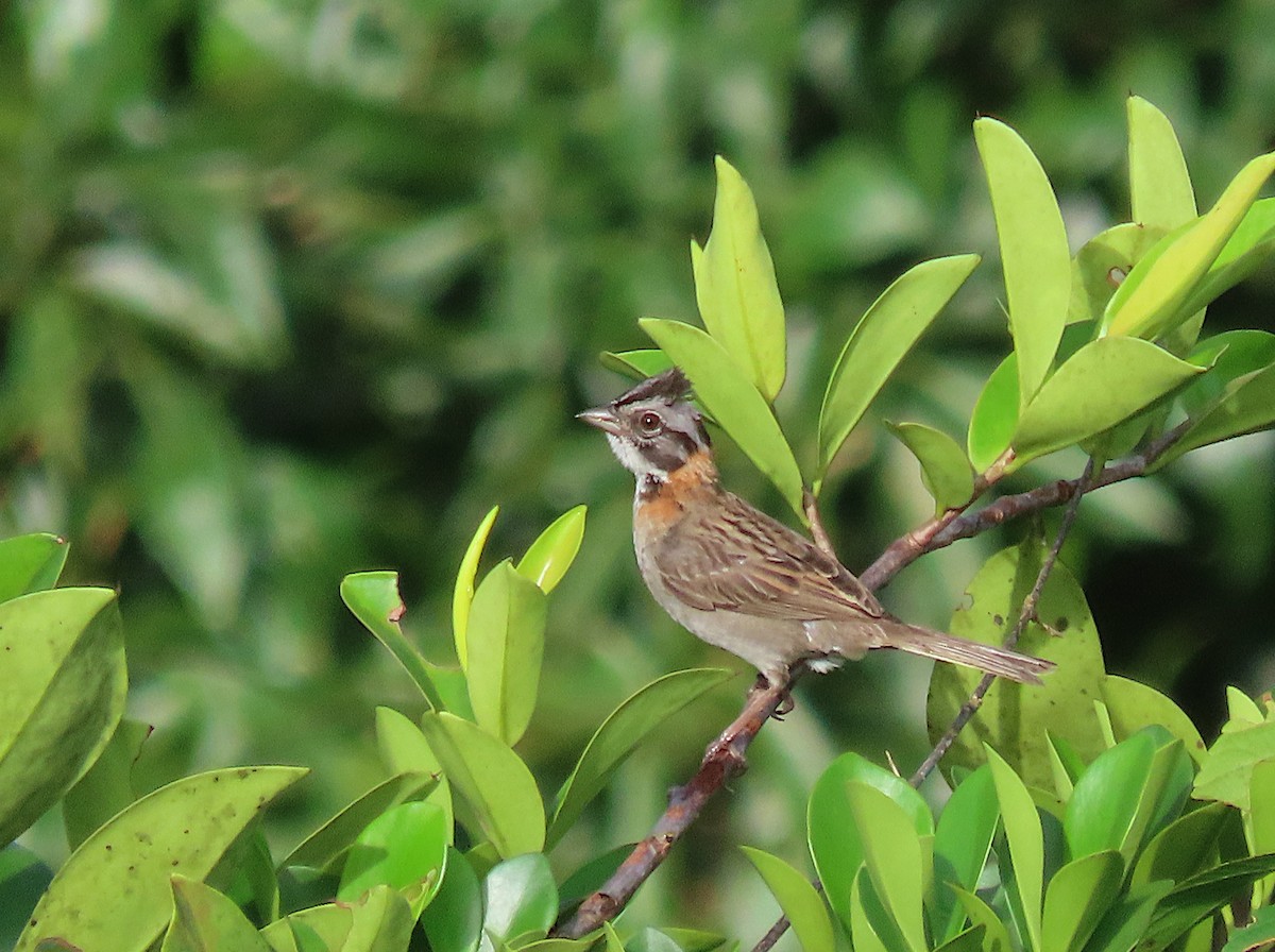 Rufous-collared Sparrow - sylvain Uriot