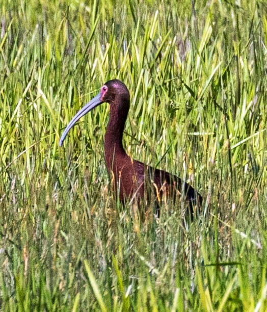 White-faced Ibis - ML618759321