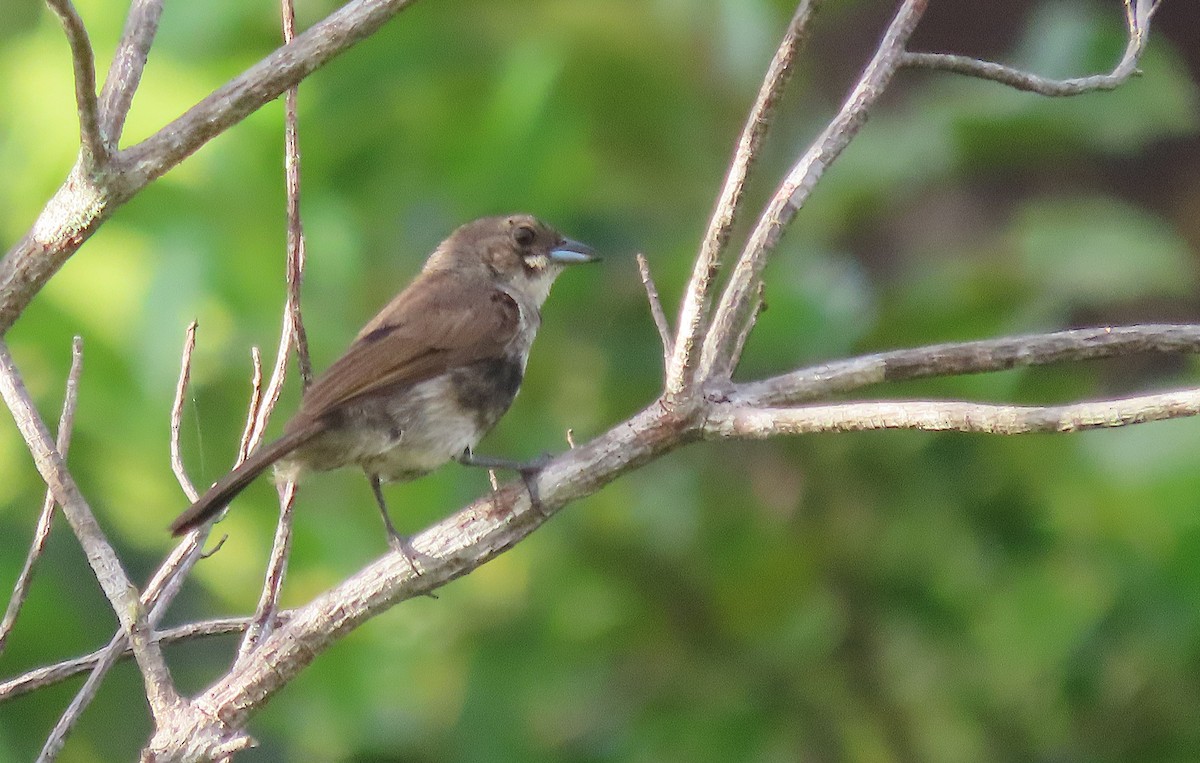 Red-shouldered Tanager - ML618759333