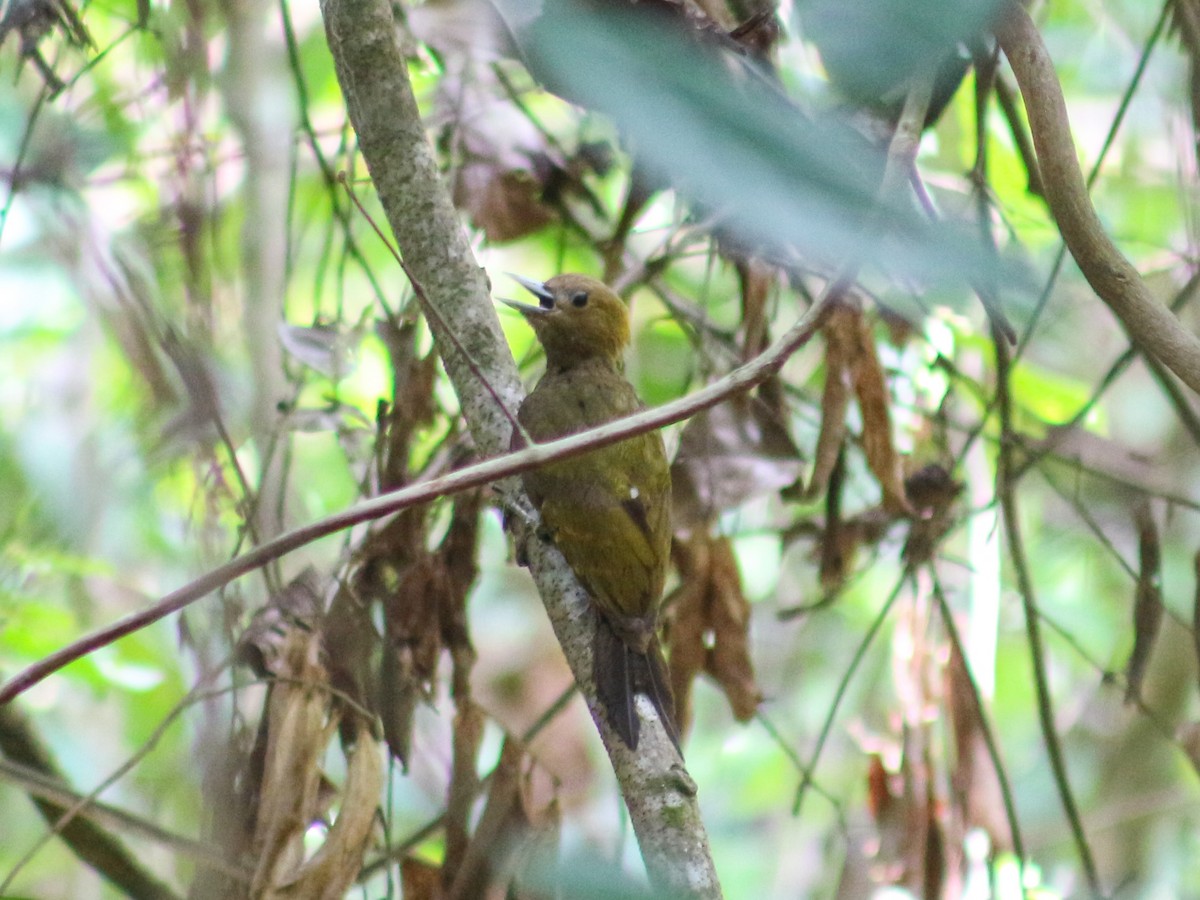 Bamboo Woodpecker - ML618759343