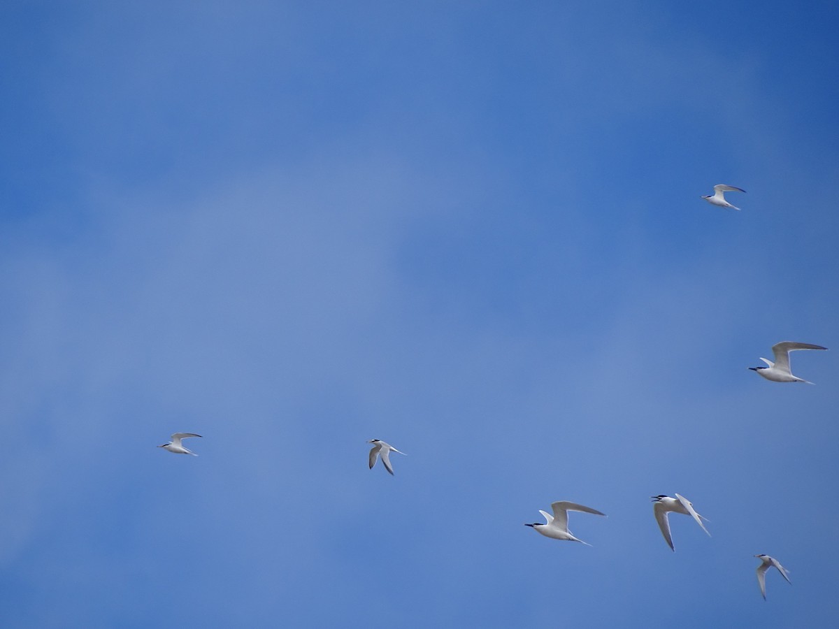 Little Tern - ML618759377