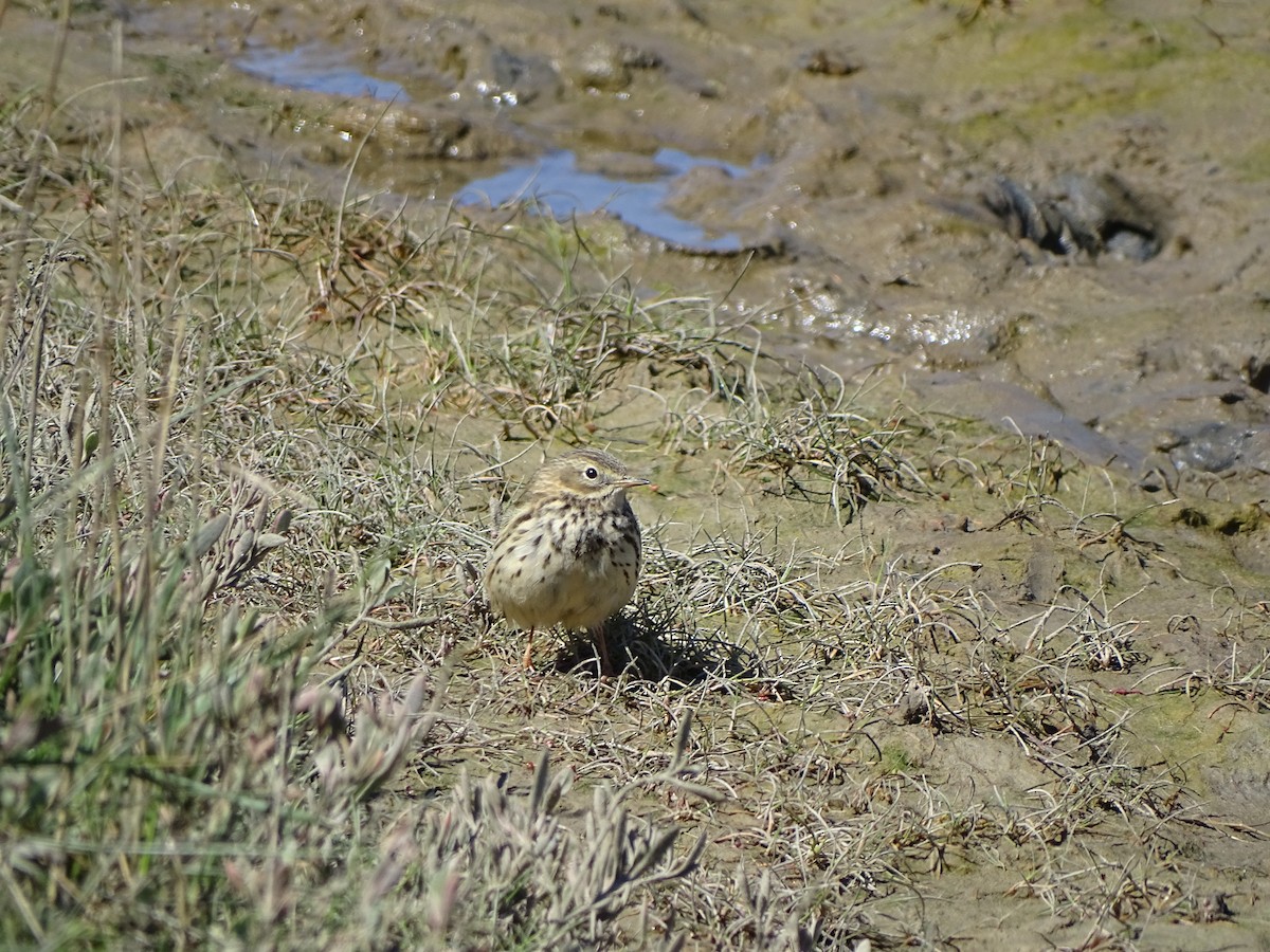 Meadow Pipit - ML618759390