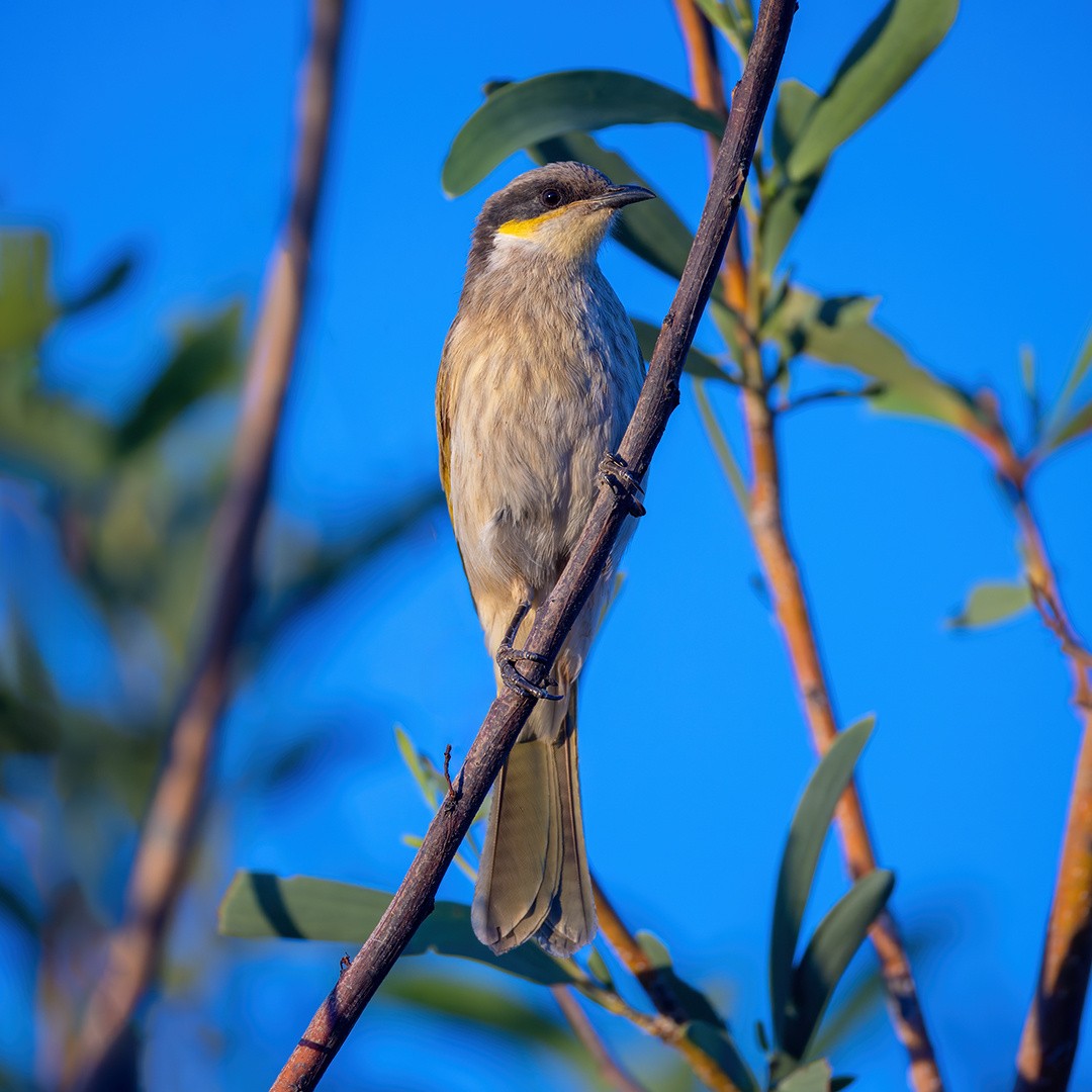 Singing Honeyeater - ML618759405