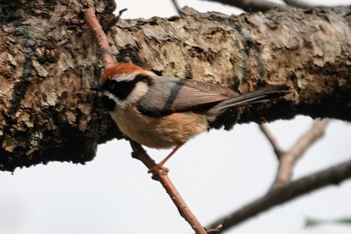 Black-throated Tit - ML618759419