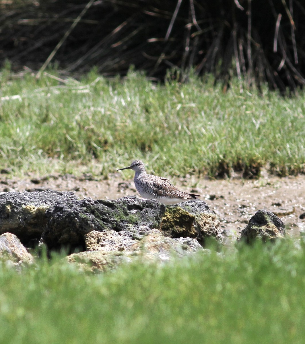 Lesser Yellowlegs - Carlos Pereira