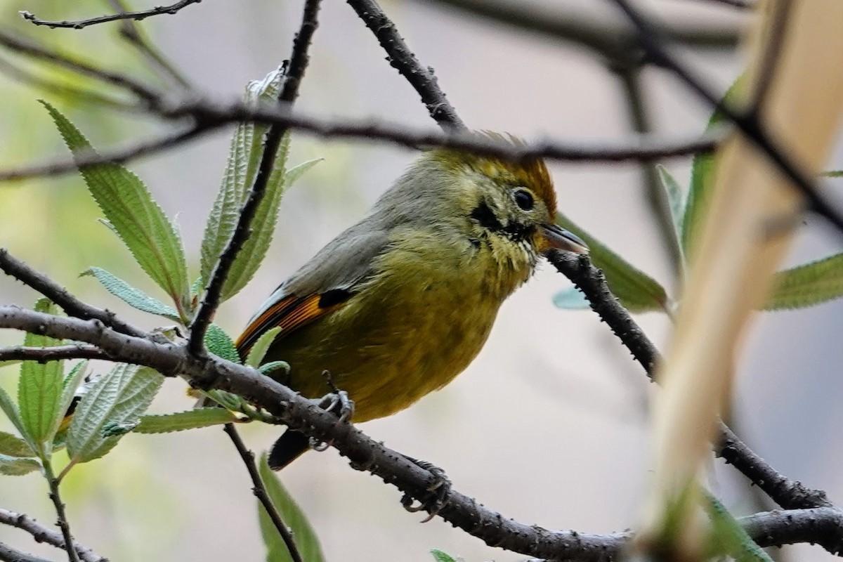 Chestnut-tailed Minla - Brecht Caers