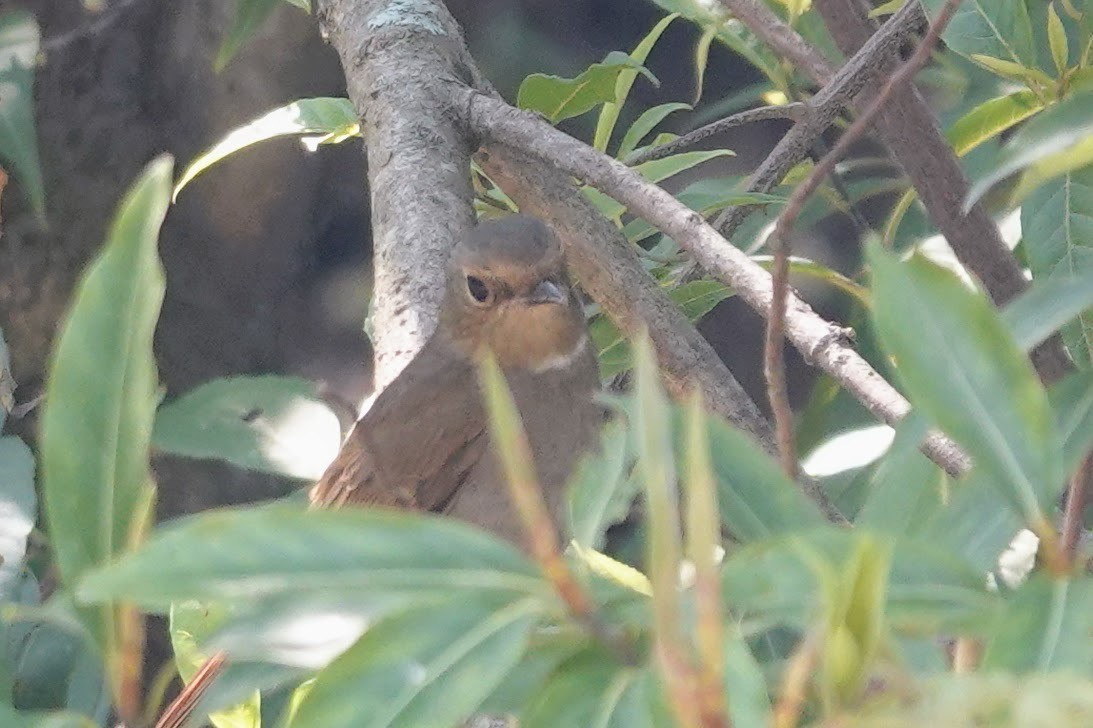 Rufous-bellied Niltava - ML618759469