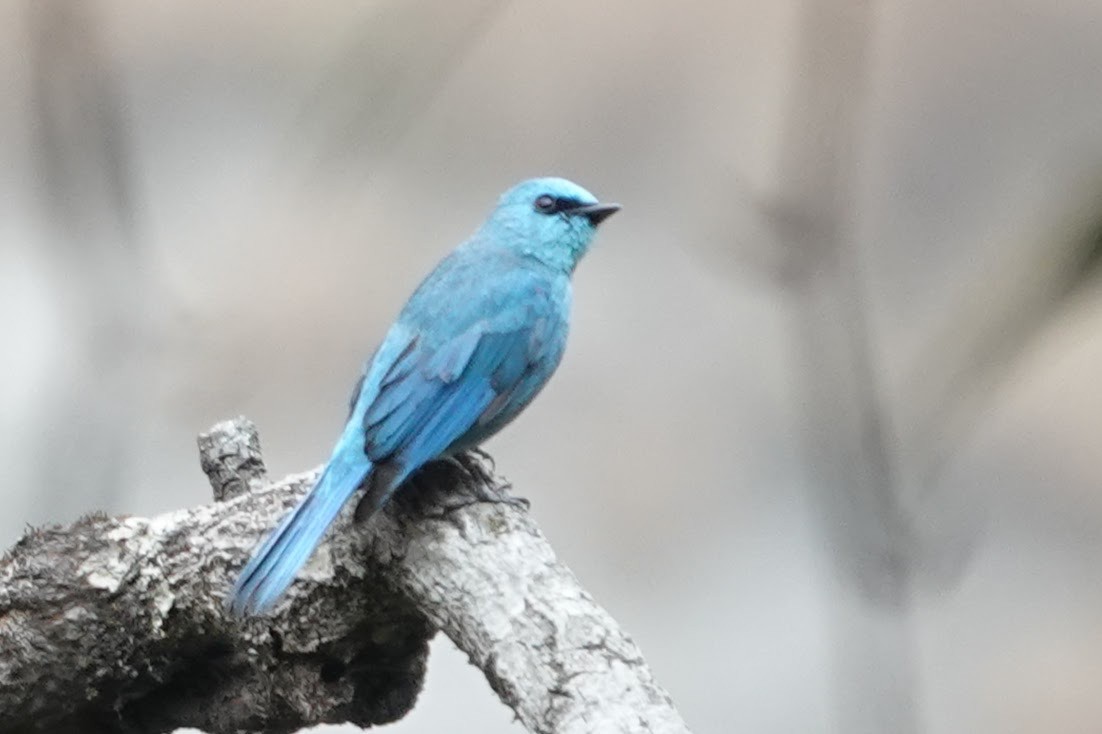 Verditer Flycatcher - ML618759482