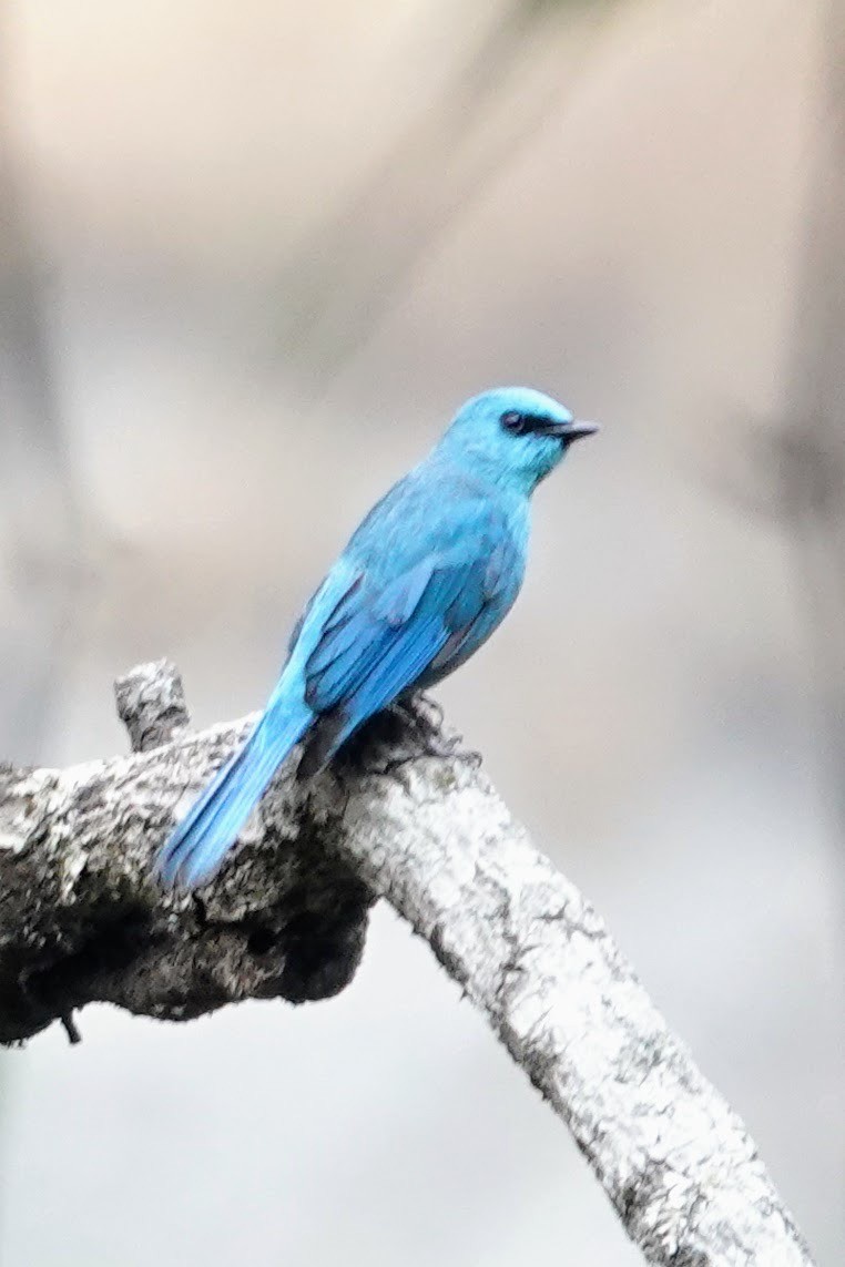 Verditer Flycatcher - ML618759483