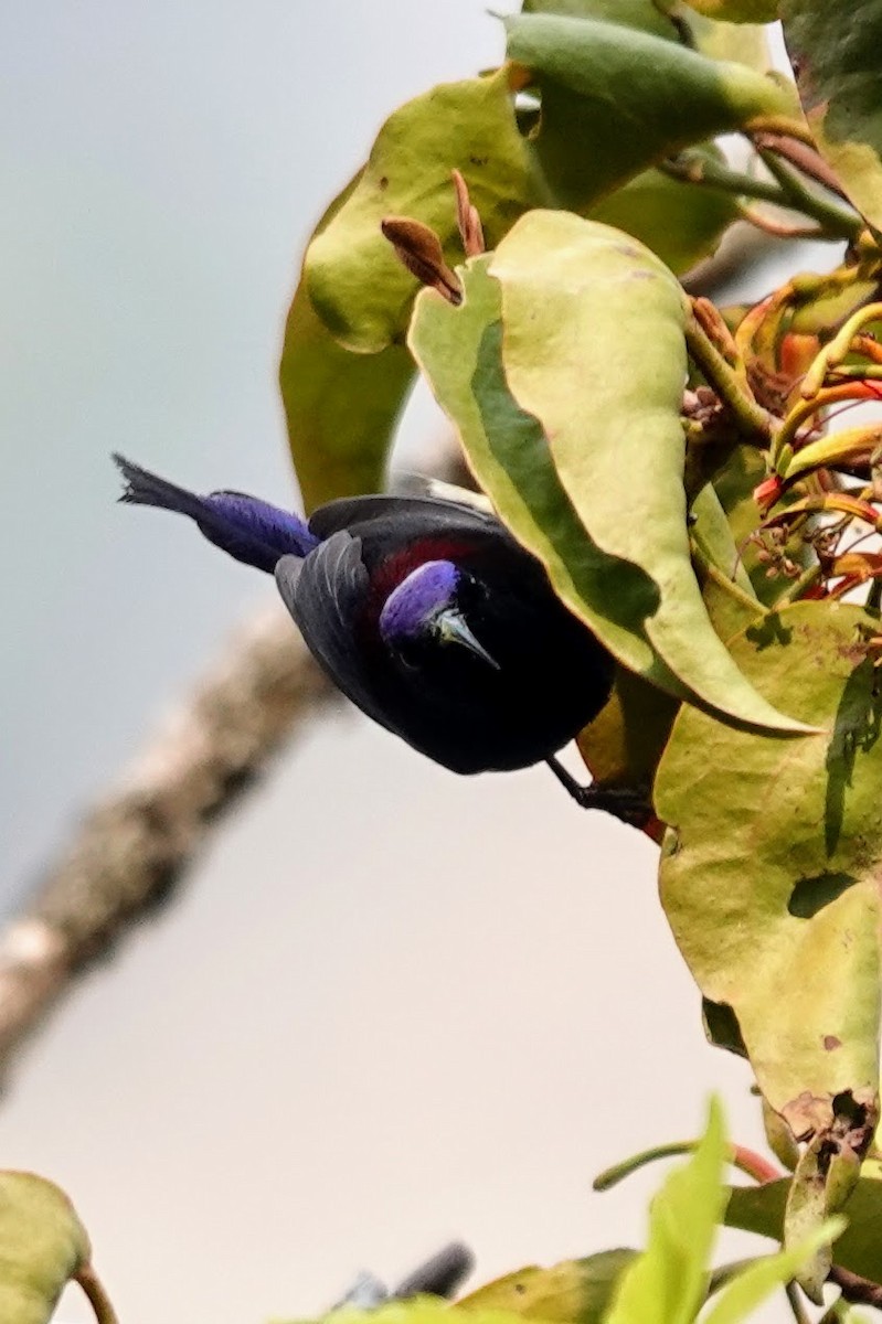 Black-throated Sunbird - ML618759503