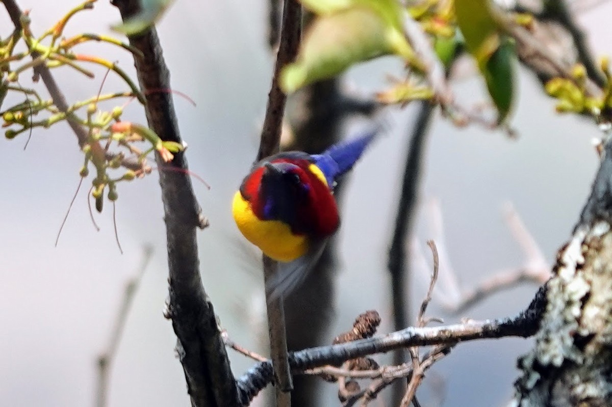 Mrs. Gould's Sunbird - ML618759544