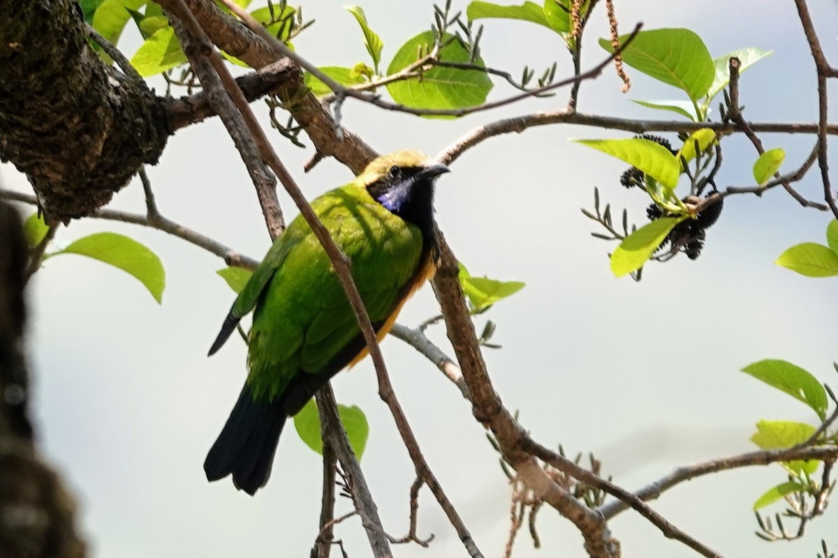 Orange-bellied Leafbird - ML618759547