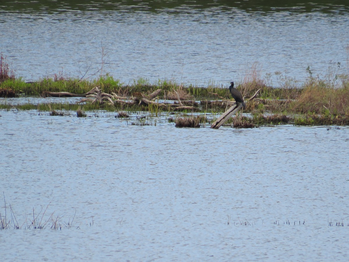 Cormorán Orejudo - ML618759550