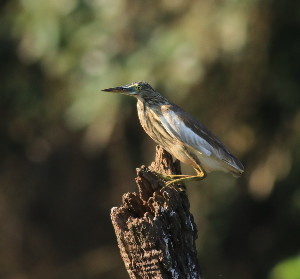 Indian Pond-Heron - ML618759554