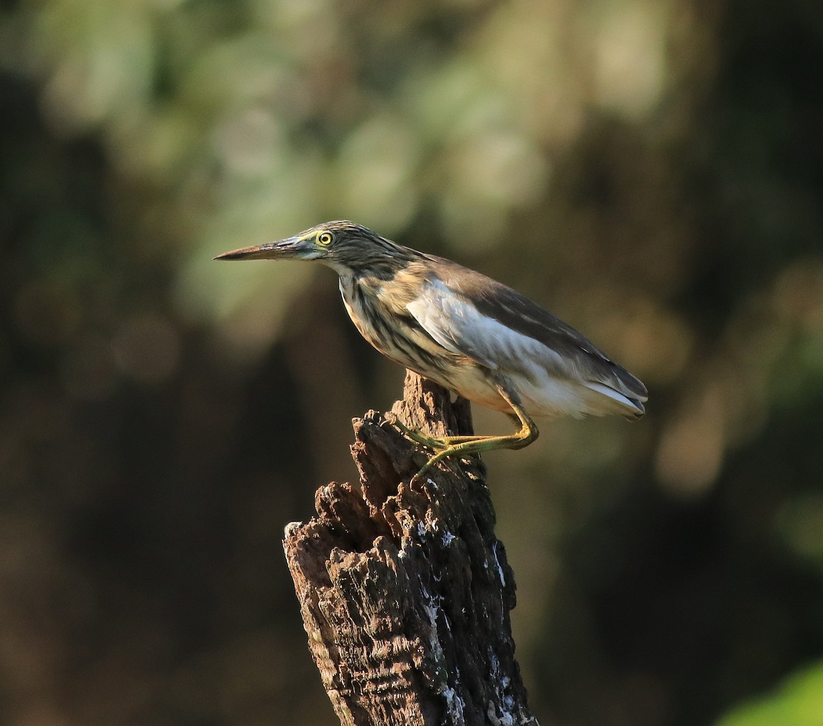 Indian Pond-Heron - ML618759555