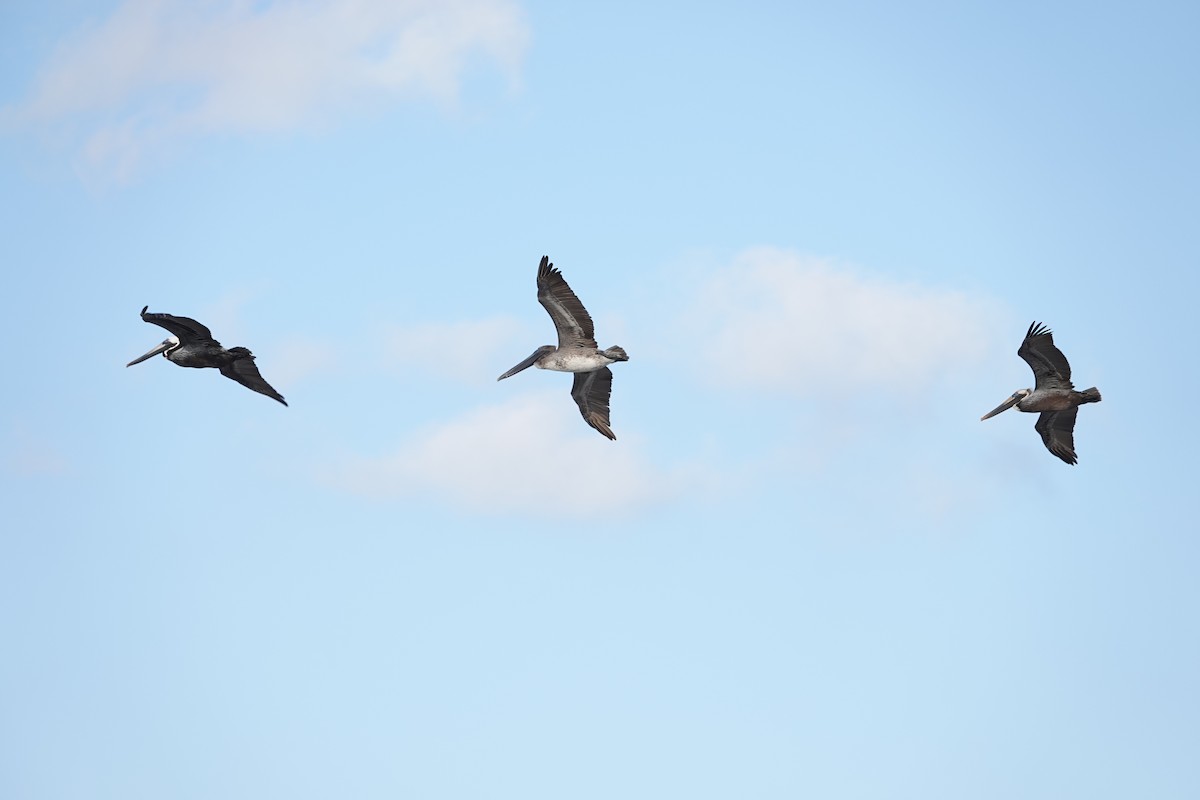 Brown Pelican - ML618759561