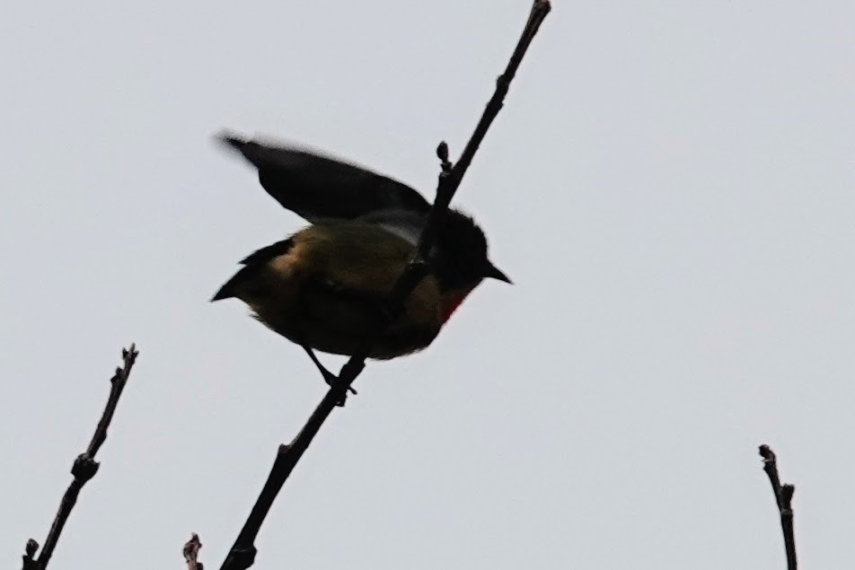 Fire-breasted Flowerpecker - ML618759563