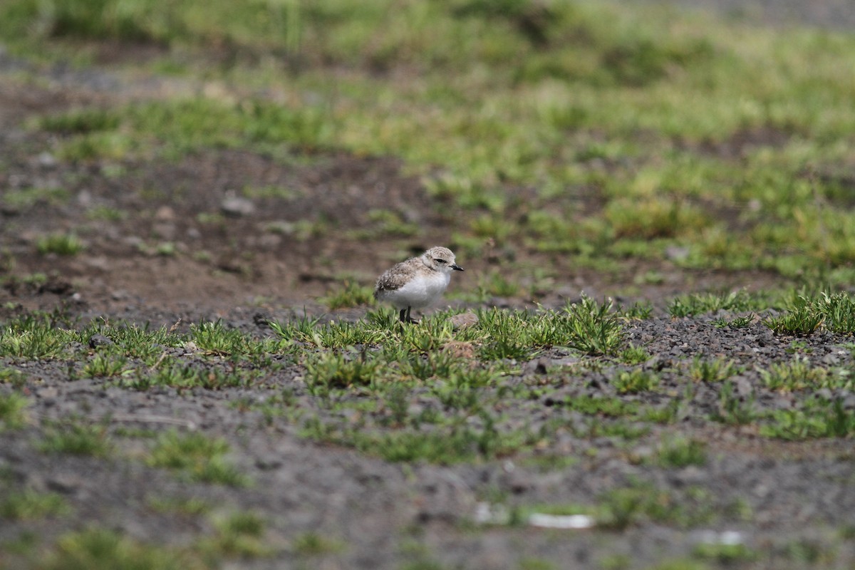 Kentish Plover - Carlos Pereira