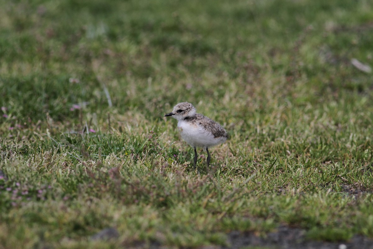 Kentish Plover - Carlos Pereira